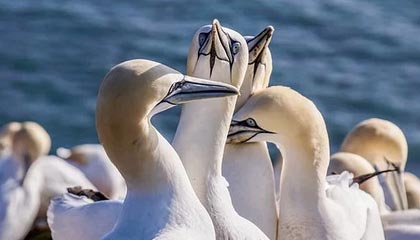 二人打扑克剧烈运动视频:极限对决的娱乐新潮流