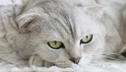 【震惊】主持人在今日凌晨遭遇tangxin心跳,糖心vlog全网炸锅,详情了解