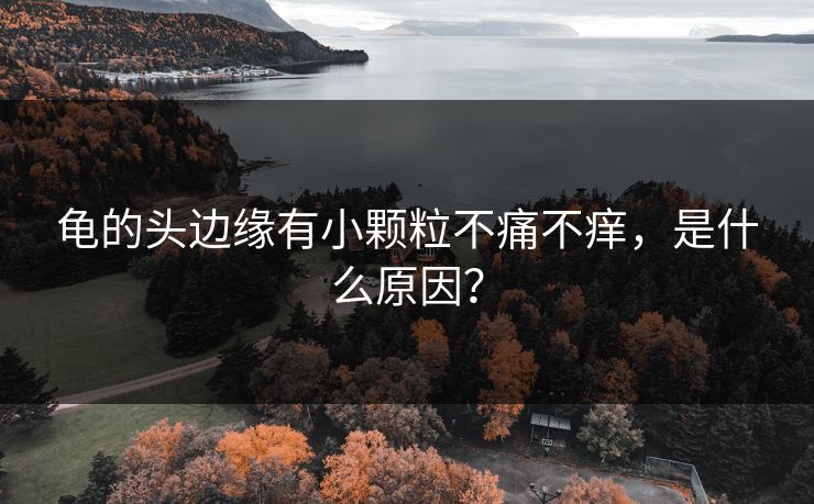 龟的头边缘有小颗粒不痛不痒，是什么原因？